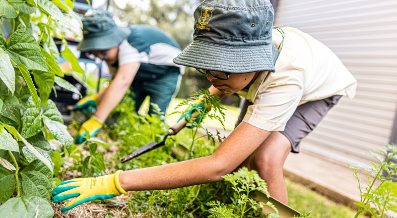 student gardening at St Aidan's Catholic Primary School Rooty Hill